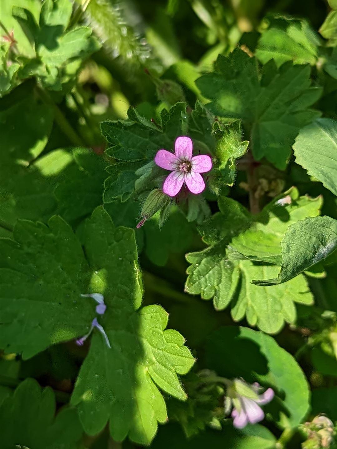 Blüte des Ruprechtskrauts